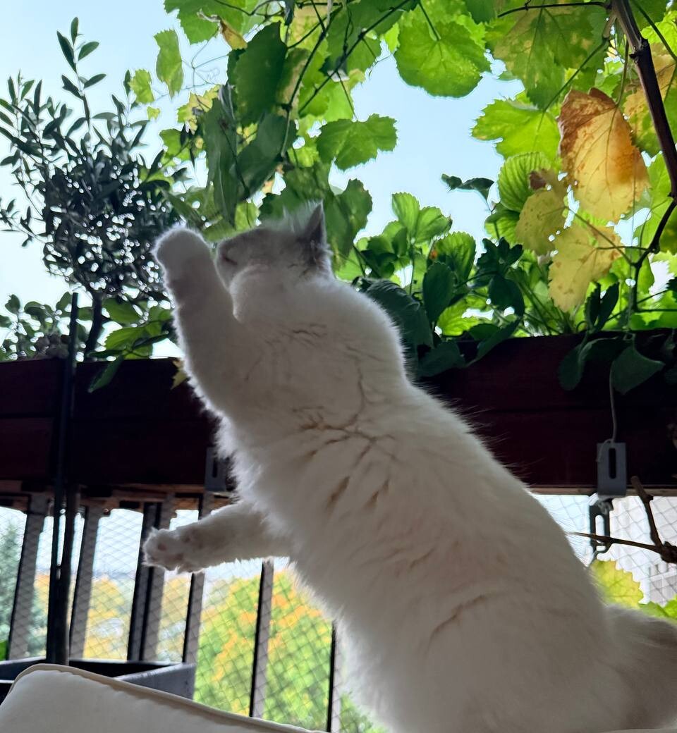 Котик на балконе тянется лапой к виноградным листьям